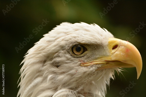 BALD EAGLE PORTRAIT 