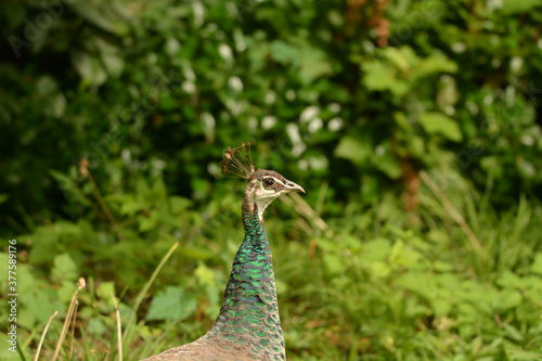 PEACOCK PORTRAIT