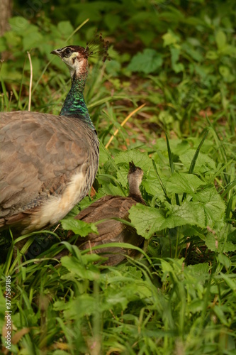 PEACOCK AND TEENAGE BABY