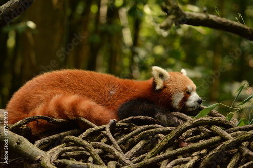 sleeping red panda
