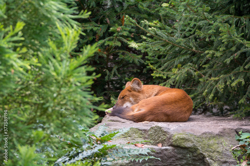 Asian wild dog 1