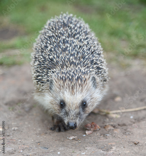 Cute spiny gray hedgehog on green grass