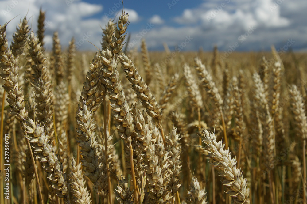 Rural landscape - wheat field. Field of gold wheat in summer sun, white clouds in blue sky. Rural landscape - wheat field. Field of gold wheat in summer sun, white clouds in blue sky.