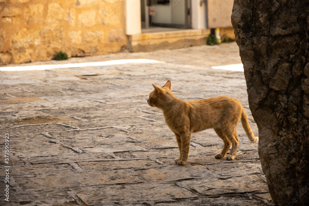 Obraz premium Small ginger cat in the old town of Budva, Montenegro, in the middle of the street