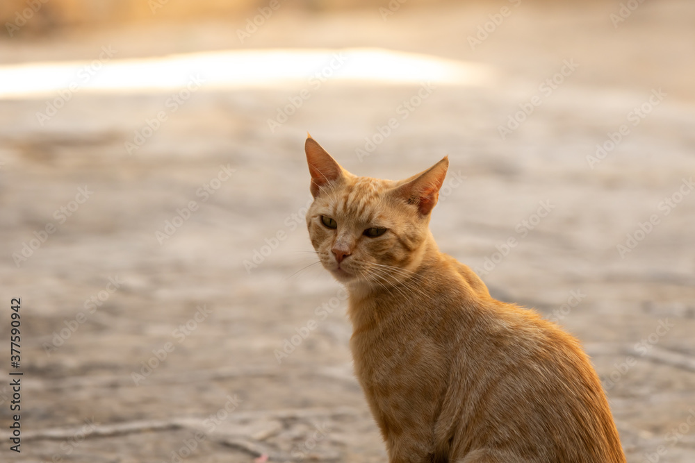 Small ginger cat against the background of stone walls, budva, montenegro Small ginger cat against the background of stone walls, budva, montenegro