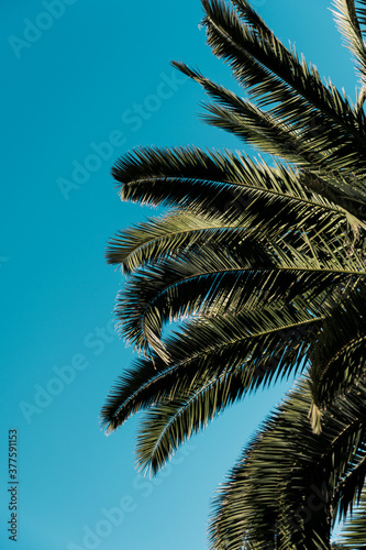 Palm tree sky blue background  natural concept  environment campaign  tropical advertising