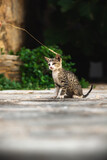 tabby kitten playing with a man, cute pictures with a stray animal
