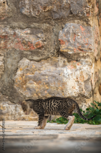 Little cute kitten sits on the background of a stone wall  animals of the old city of europe