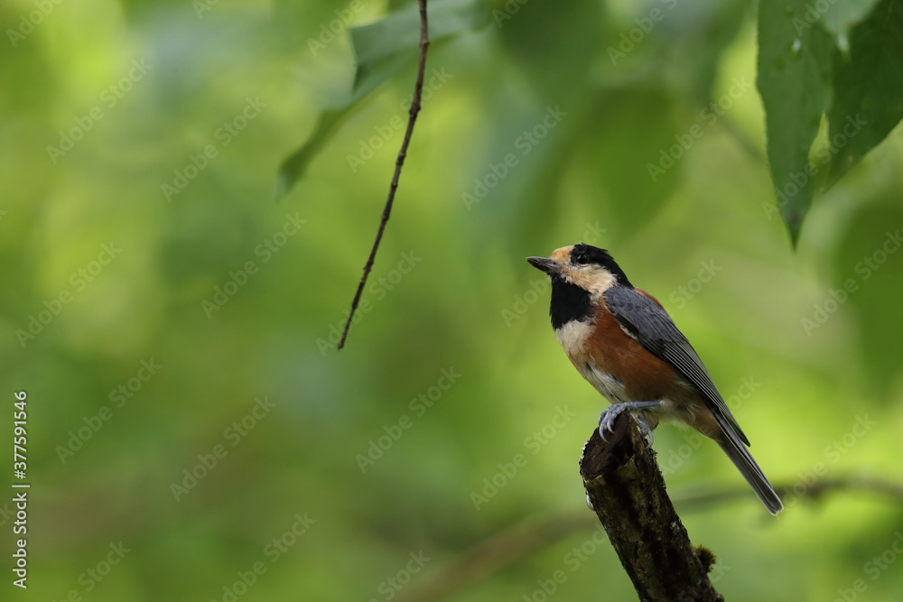 枝にとまるヤマガラ