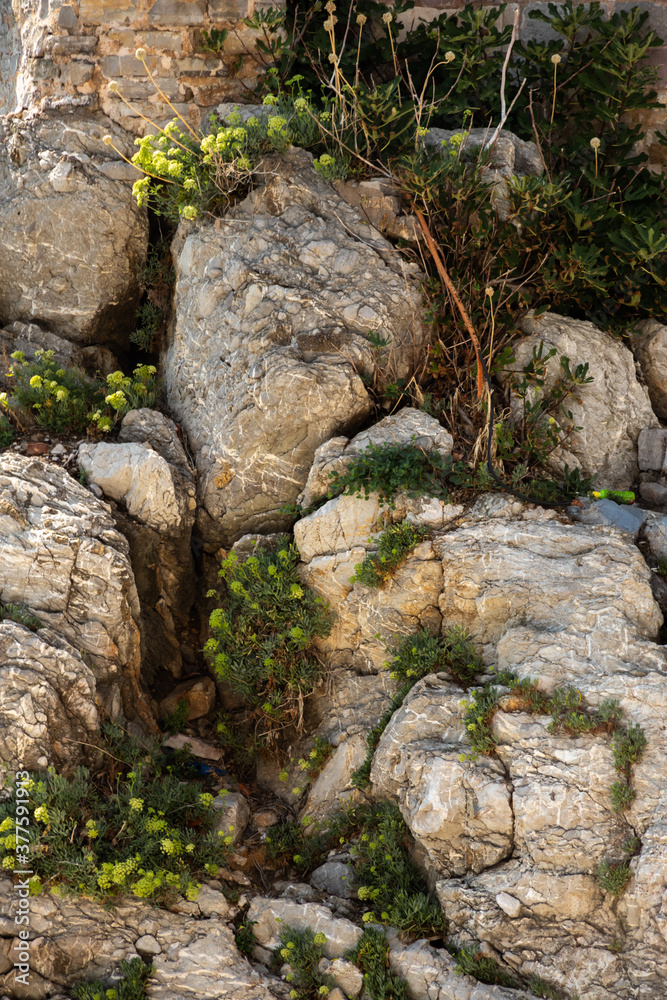 Fototapeta premium Large stones, cobblestones, are overgrown with grass, reference