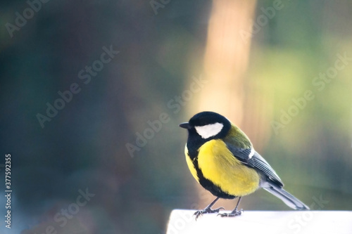 Big tit sits on the windowsill, background for text
