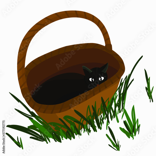 black cat sitting in a wicker basket