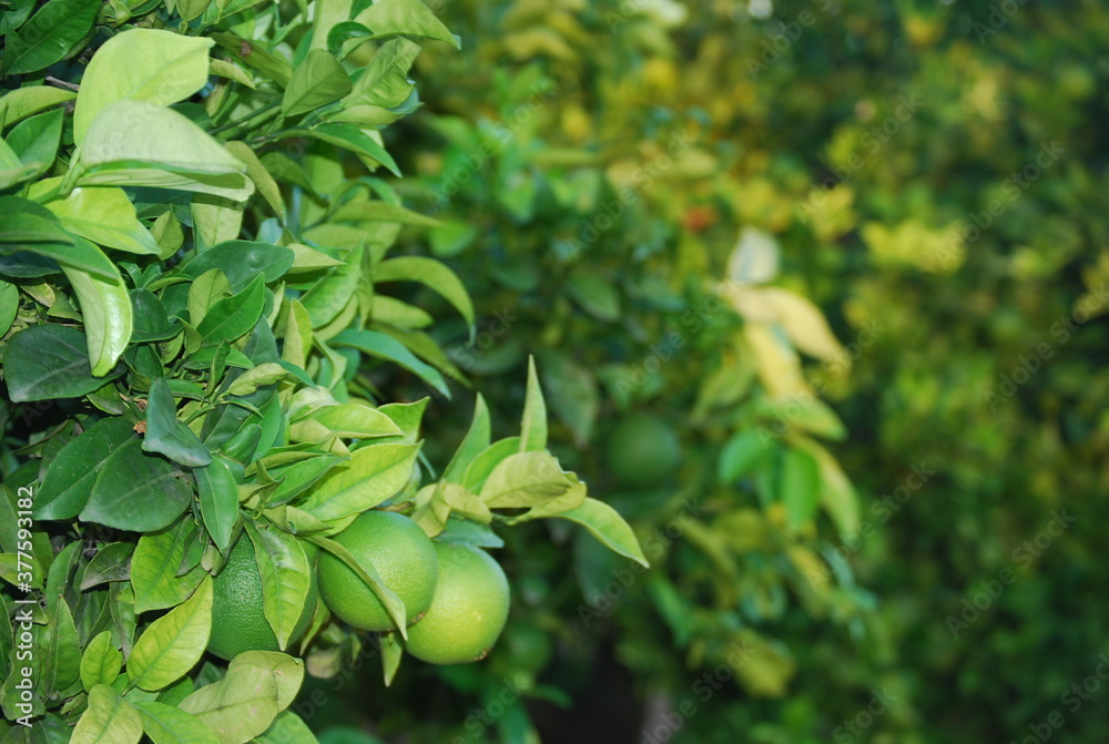 Unripe Oranges on Orange Tree Unripe Oranges on Orange Tree