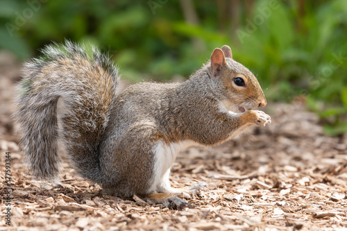 Close up of an eastern gray squrrel (sciurus carolinensis) eating a nut photo