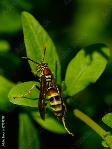 Wasp on a green leaf in nature Insect © Rix Pix