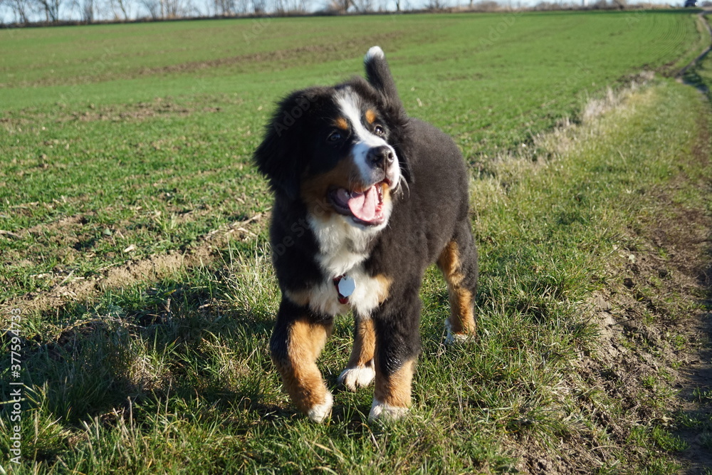 Baby Bernersennenhund am Feld Baby Bernersennenhund am Feld