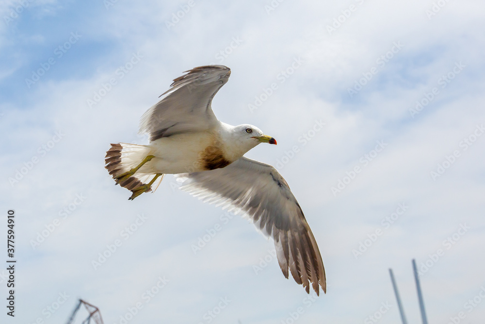 Obraz premium Hungry Pacific seagulls fly after the boat and catch bread crumbs. Sea gulls fly against the blue sky into the sea.