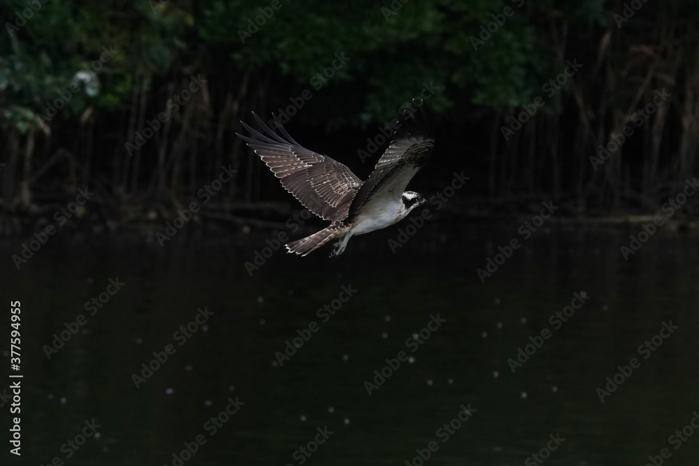 osprey in flight osprey in flight