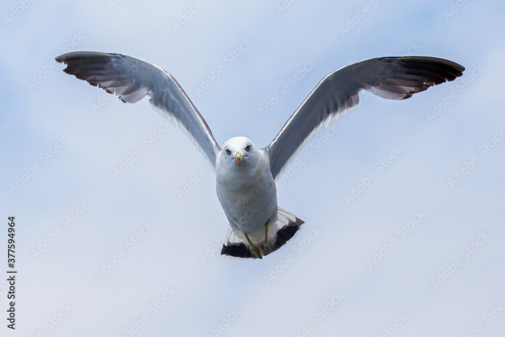Hungry Pacific seagulls fly after the boat and catch bread crumbs. Sea gulls fly against the blue sky into the sea. Hungry Pacific seagulls fly after the boat and catch bread crumbs. Sea gulls fly against the blue sky into the sea.