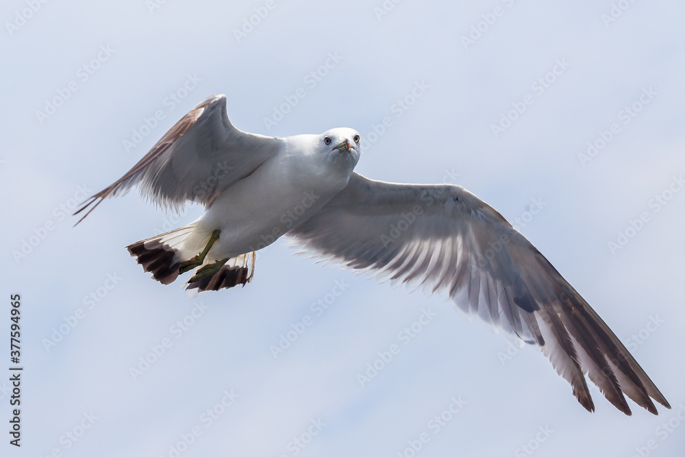 Hungry Pacific seagulls fly after the boat and catch bread crumbs. Sea gulls fly against the blue sky into the sea. Hungry Pacific seagulls fly after the boat and catch bread crumbs. Sea gulls fly against the blue sky into the sea.
