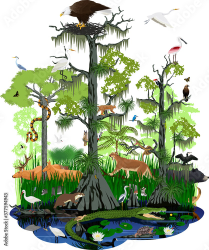 vector illstration - wetland or Florida Everglades landscape with different wetland animals 
