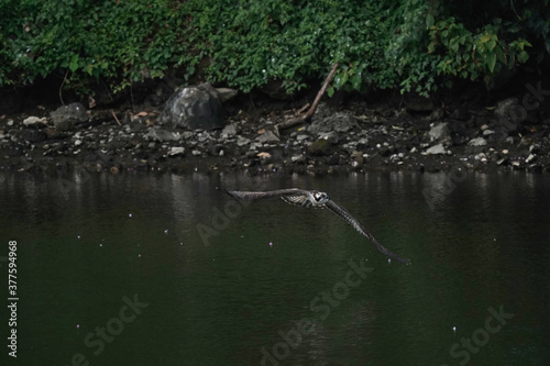 osprey in flight