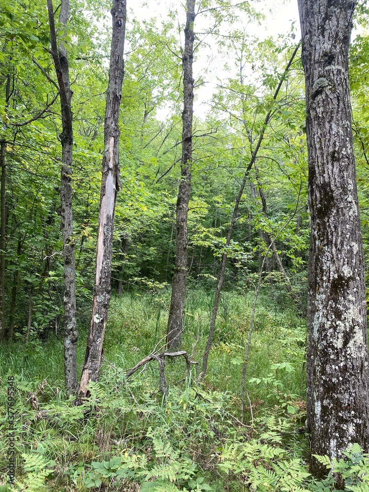 Obraz premium Scenic Minnesota Landscape in the Summer Time