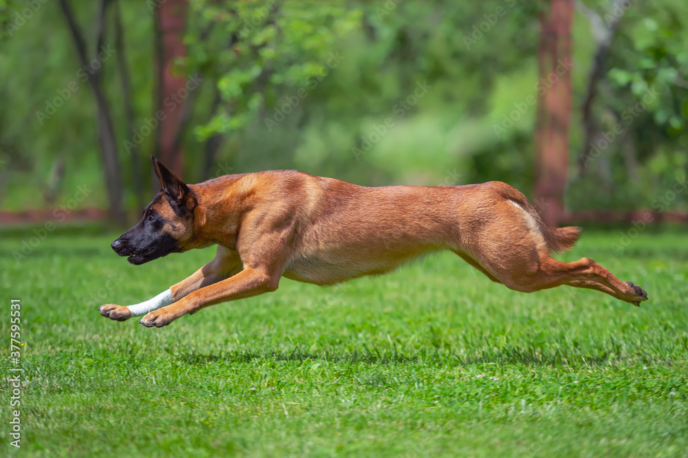 dog running in the park