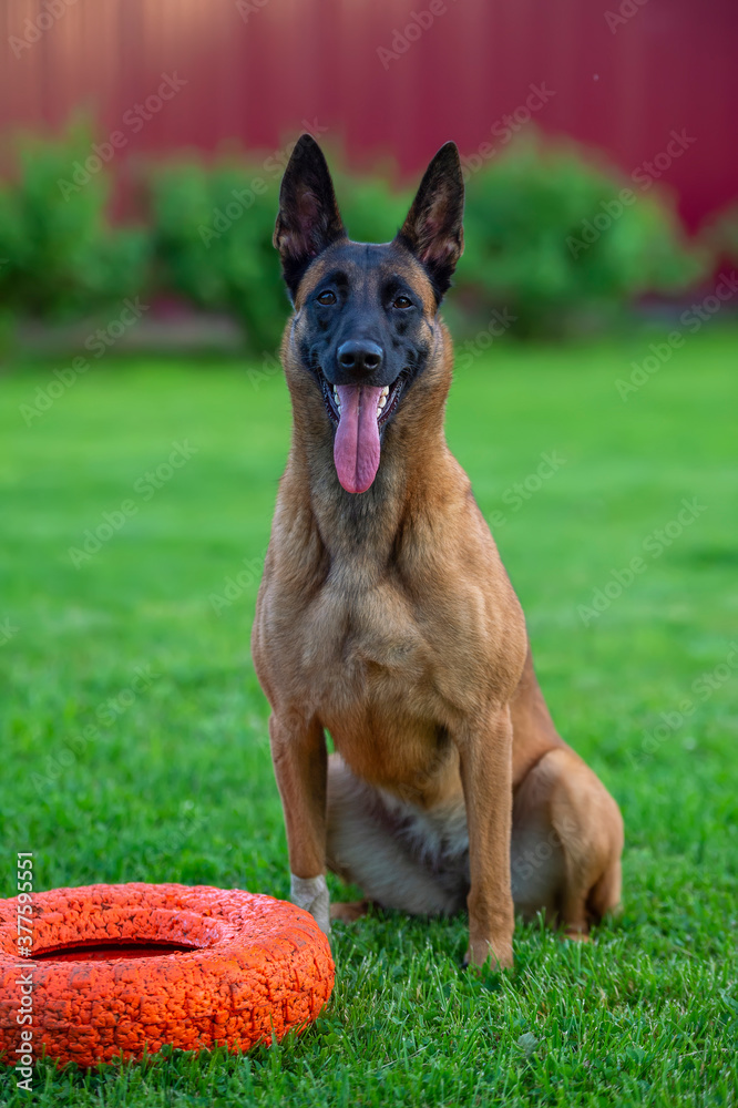 Young Belgian shepherd dog malinois sitting with orange toy wheel Young Belgian shepherd dog malinois sitting with orange toy wheel