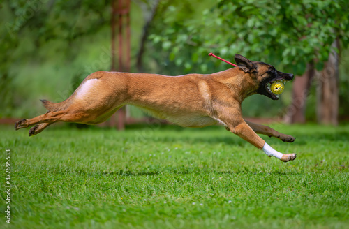 Belgian shepherd malinois dog running with ball