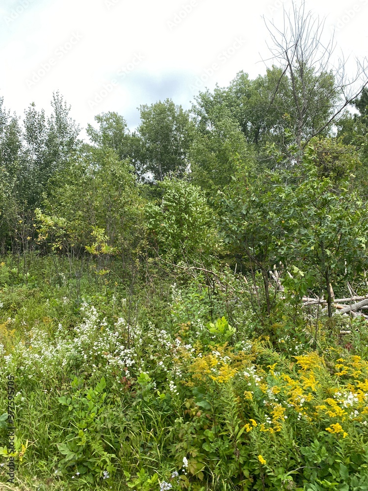 Obraz premium Scenic Minnesota Landscape in the Summer Time