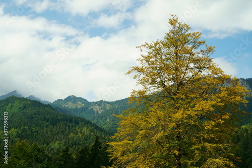 Yellow coloured leaved tree in the mountains
