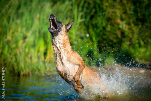 Adult belgian shepherd malinois female dog playing in water