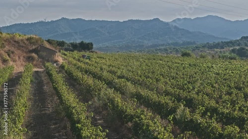 Wallpaper Mural A vineyard in the morning with clouds early in the morning Torontodigital.ca
