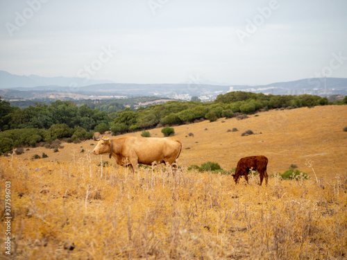 Toros bravos en un campo verde con monta  as en el fondo