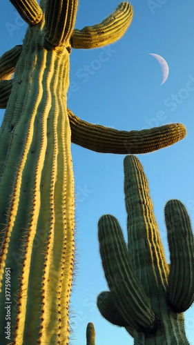 Saguaro Cactus and Daylight Crescent Moon - An upward view of saguaro cactus with a crescent daylight moon framed by the arms of cactus