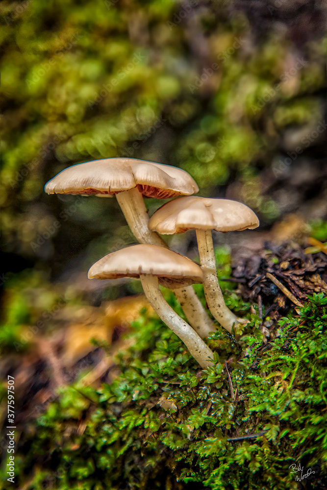 Fototapeta premium Mushroom Trio