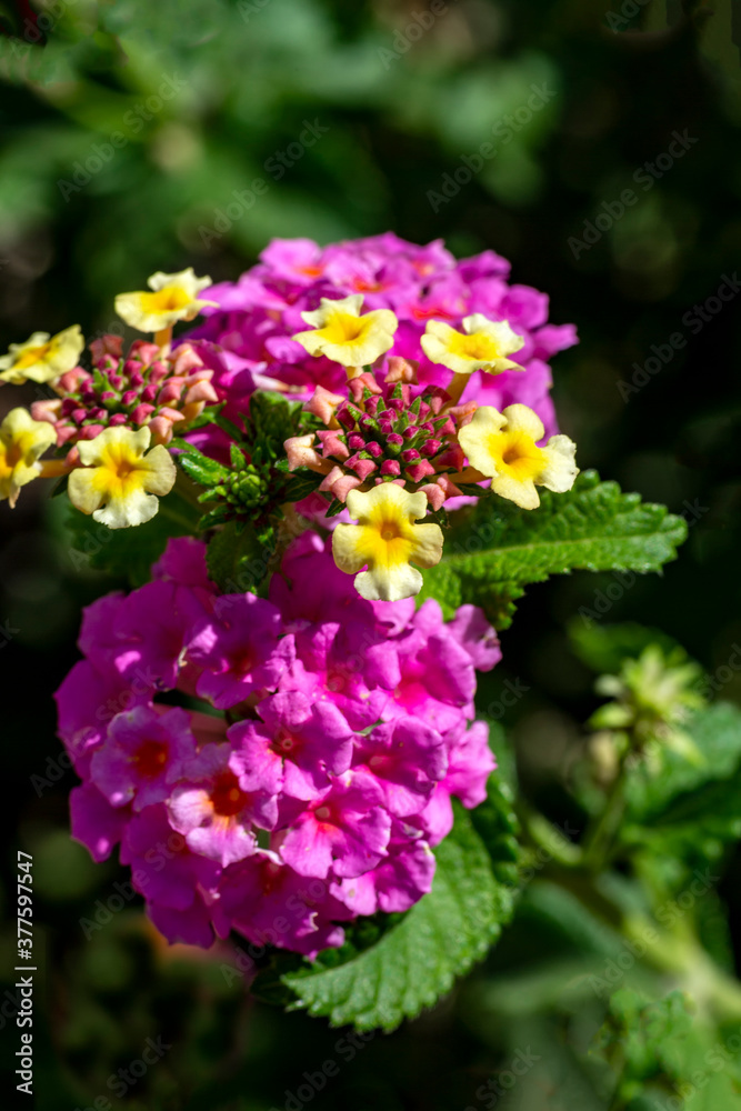 Lantana, Purple And Yellow