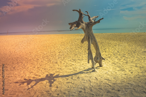 Chunks of wood on the beach photo