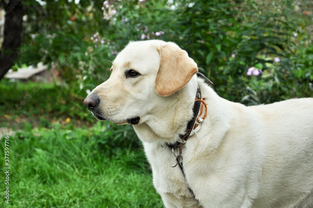Beautiful, smiling Labrador on a summer background. Pedigree dog. Beautiful, smiling Labrador on a summer background. Pedigree dog.