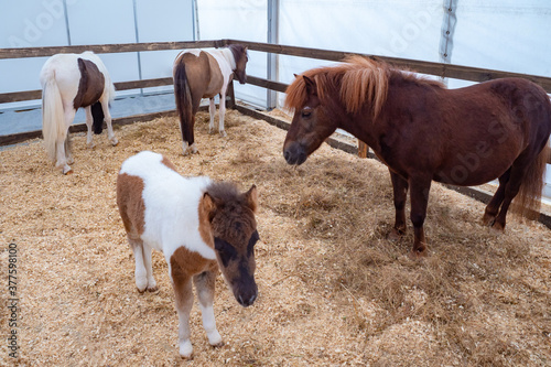 Horses and ponies in the paddock. Horses in the barn. Horsestable. Equestrian sport. Horse riding. Even-toed ungulates. Agricultural business. photo