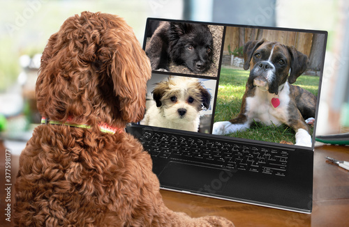 Photography Back view of dog talking to dog friends in video conference