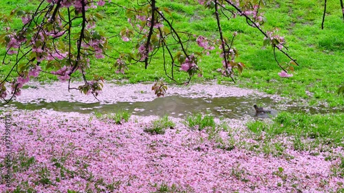 Myriad of fallen Cherry petals are dropped on the puddle under the Cherry tree in the rainy morning at Central Park New York City NY USA on May 05 2019. A bird is bathing in the puddle.