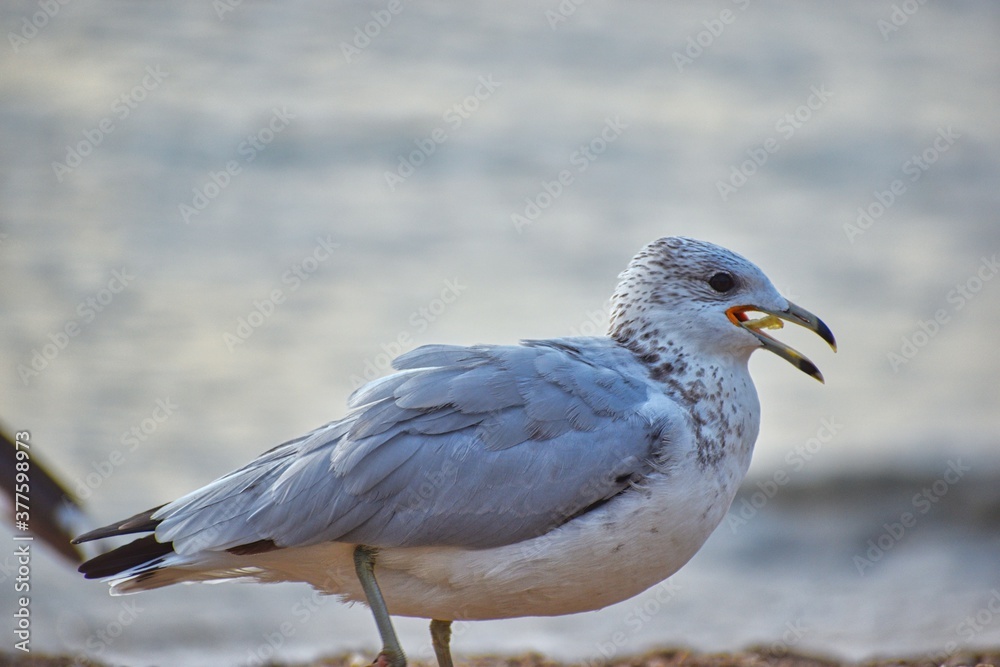 Obraz premium seagull on the beach