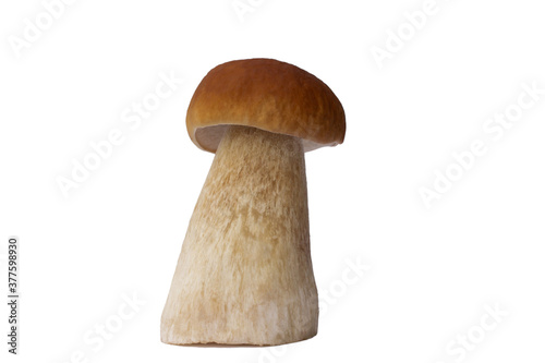 Brown boletus mushroom isolated on white background