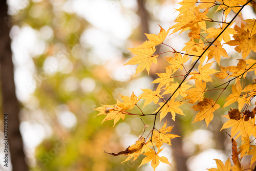 Autumn leaves Maple