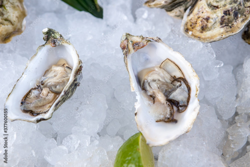 Oysters and lime on ice close up Oysters and lime on ice close up