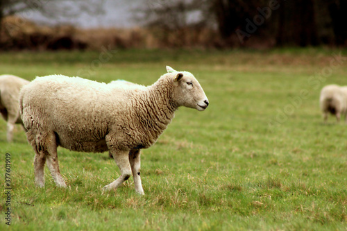 Fototapeta Naklejka Na Ścianę i Meble -  A Sheep in a Field