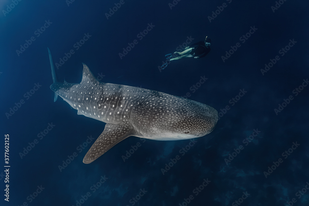 Fototapeta premium Whale shark diving in Pintuyan, Southern Leyte, Philippines.