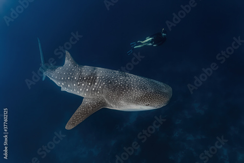 Whale shark diving in Pintuyan, Southern Leyte, Philippines. © SaltedLife